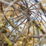 (c) Juliane Großmann